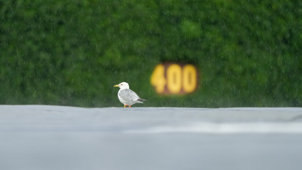 Wrigley Rain File Pic
