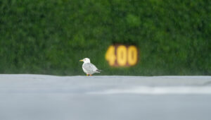 Wrigley Rain File Pic